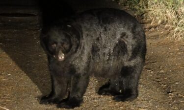 An owner of a home in an upscale Colorado Springs neighborhood was cited last week for feeding big game animals after a black bear entered the residence three times within two days.