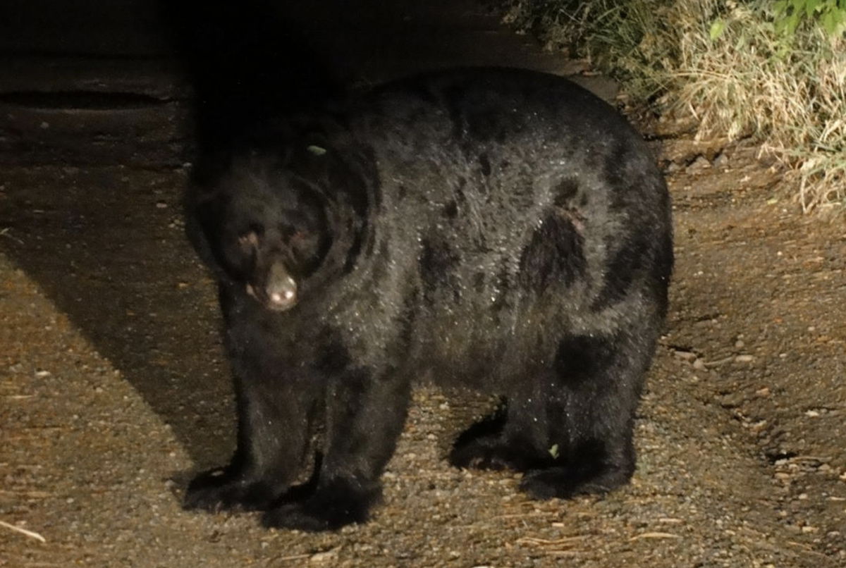 <i>Colorado Parks and Wildlife</i><br/>An owner of a home in an upscale Colorado Springs neighborhood was cited last week for feeding big game animals after a black bear entered the residence three times within two days.