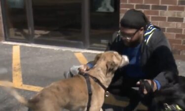 A local dog is giving Harry Houdini a run for his money after escaping from a window at a West Allis doggy day care and jumping from the second floor. A nightmare 26 hours for Theodore Williams. His dog