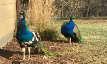 Some neighbors in Eden Prairie are crying fowl after a pair of wild peacocks have taken up residency. If the peacocks were people they're so popular