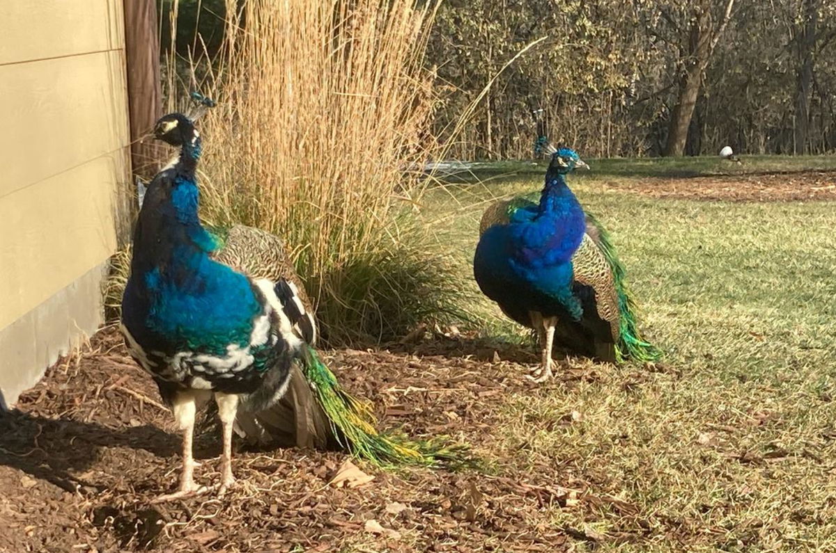 <i>WCCO</i><br/>Some neighbors in Eden Prairie are crying fowl after a pair of wild peacocks have taken up residency. If the peacocks were people they're so popular