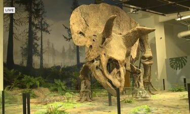 A new exhibit featuring the world's largest triceratops skeleton opens Friday at Glazer Children's Museum. His head alone weighs more than 770 pounds.