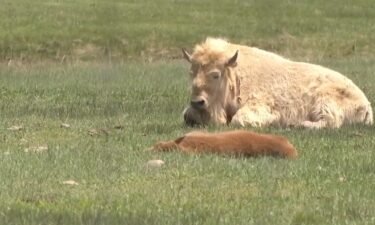 A new white bison calf was born at Bear River State Park in Evanston earlier in May