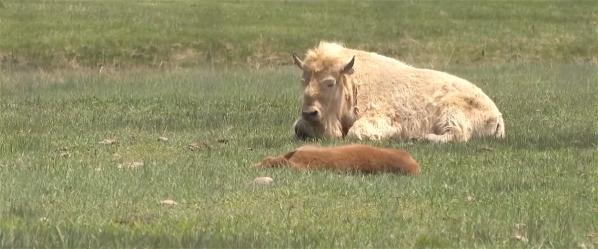 <i>KSTU</i><br/>A new white bison calf was born at Bear River State Park in Evanston earlier in May