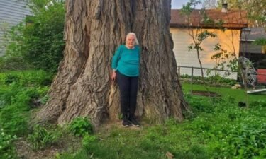 Sunny Sonnheim and her enormous cottonwood tree in White Bear Lake.