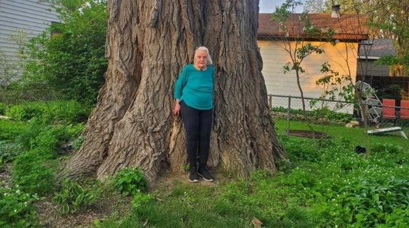 <i></i><br/>Sunny Sonnheim and her enormous cottonwood tree in White Bear Lake.