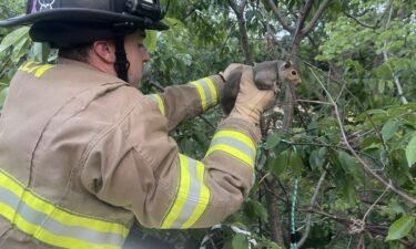 The Green Fire Department made an unusual rescue on Tuesday night. Crews received a call about a domesticated squirrel that was stuck in a tree 60 feet above the ground.