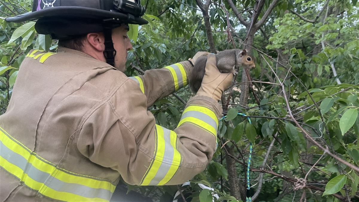 <i>Green Fire Department/WEWS</i><br/>The Green Fire Department made an unusual rescue on Tuesday night. Crews received a call about a domesticated squirrel that was stuck in a tree 60 feet above the ground.