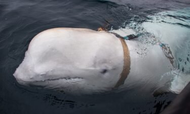 A beluga whale widely speculated to be an alleged Russian “spy” has entered Swedish waters