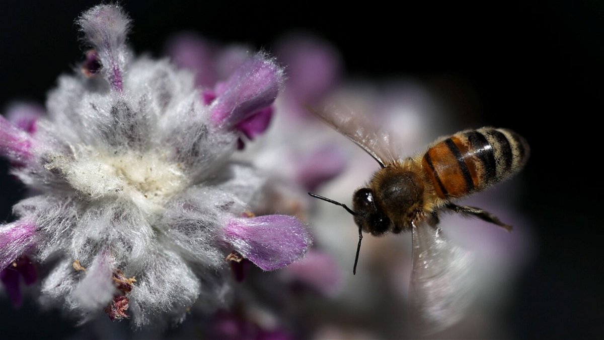 <i>Justin Sullivan/Getty Images</i><br/>A honeybee flies next to a lamb's ear plant in San Anselmo