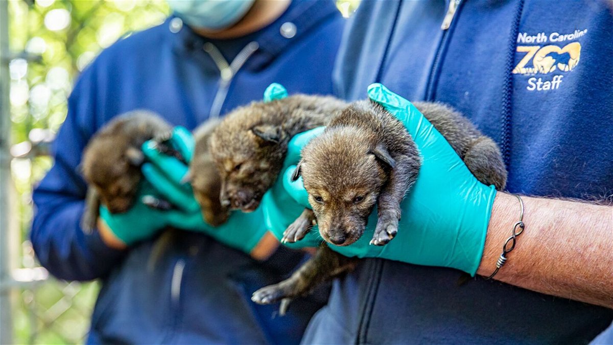 <i>Moriah Angott/North Carolina Zoo</i><br/>North Carolina Zoo welcomes red wolf pups.