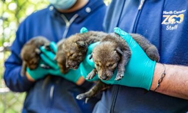 North Carolina Zoo welcomes red wolf pups.