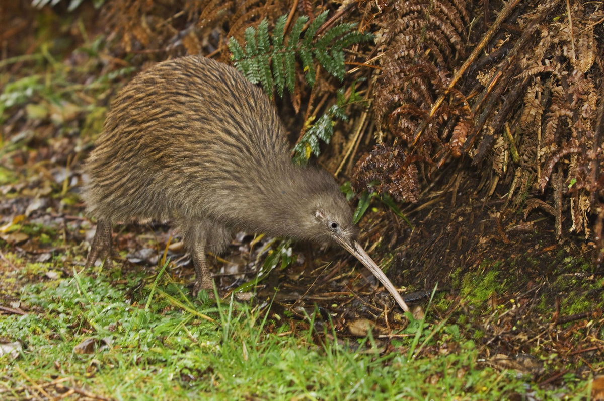 <i>imageBROKER/Shutterstock</i><br/>A South Island brown kiwi