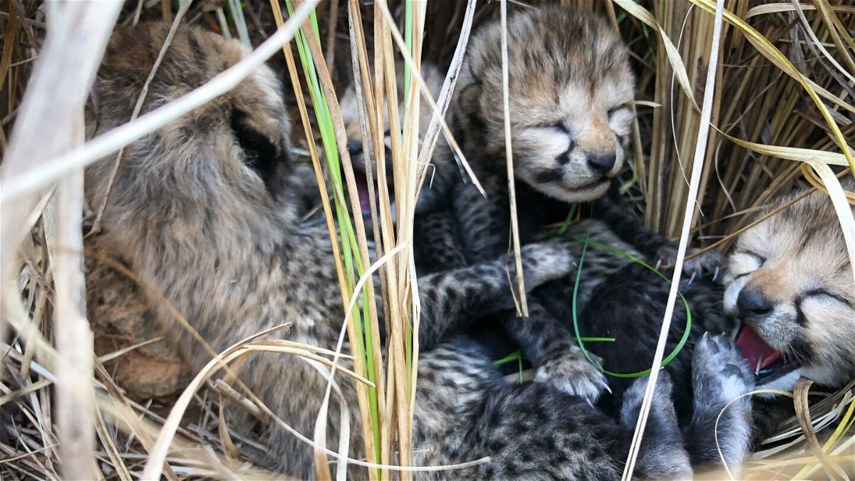 <i>Cheetah Conservation Fund</i><br/>Three cheetah cubs have died in India this week. The Indian cheetah cubs are seen together shortly after their birth in March.