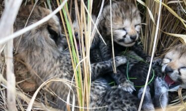 Three cheetah cubs have died in India this week. The Indian cheetah cubs are seen together shortly after their birth in March.