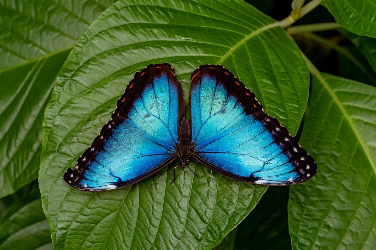 <i>Kristen Grace/Florida Museum of Natural History</i><br/>The blue morpho is one of the largest butterflies in the world.