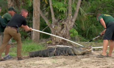 A team works to capture an alligator they believe attacked a man