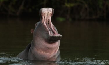 A hippopotamus can snap a canoe in half with its strong jaw.