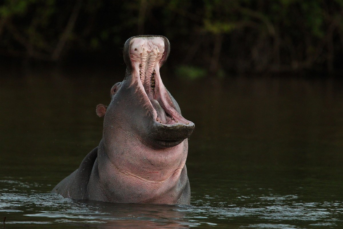 <i>Cameron Spencer/Getty Images</i><br/>A hippopotamus can snap a canoe in half with its strong jaw.