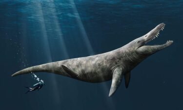 Artwork by study coauthor Megan Jacobs imagines what a large Late Jurassic-age pliosaur would have looked like.