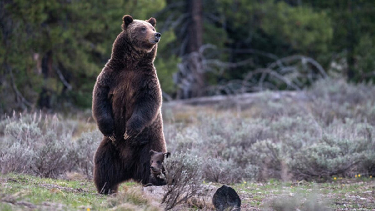 Grizzly Bear 399 spotted in Grand Teton KIFI