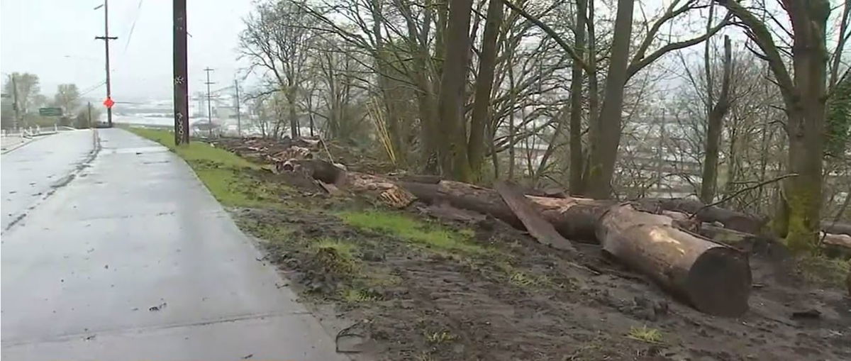 <i></i><br/>An effort to deter homeless camping in North Portland has drawn criticism from neighbors. Large logs were placed on the grass at Madrona Park and heavy equipment was used to turn over soil near a grove of trees.