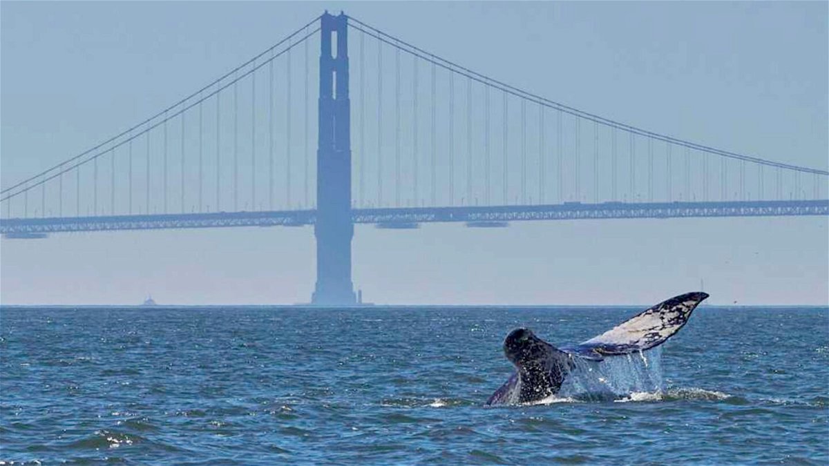 <i>Darrin Allen/The Marine Mammal Center</i><br/>A gray whale that broke the record of staying in San Francisco Bay for at least 75 days has died.