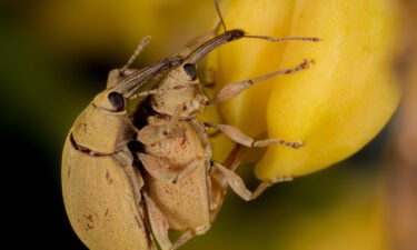 Weevils of the genus Anchylorhynchus mate on flowers in palm trees in Brazil. Genomic analysis showed two nearly identical weevil species belonging to this genus living alongside one another.