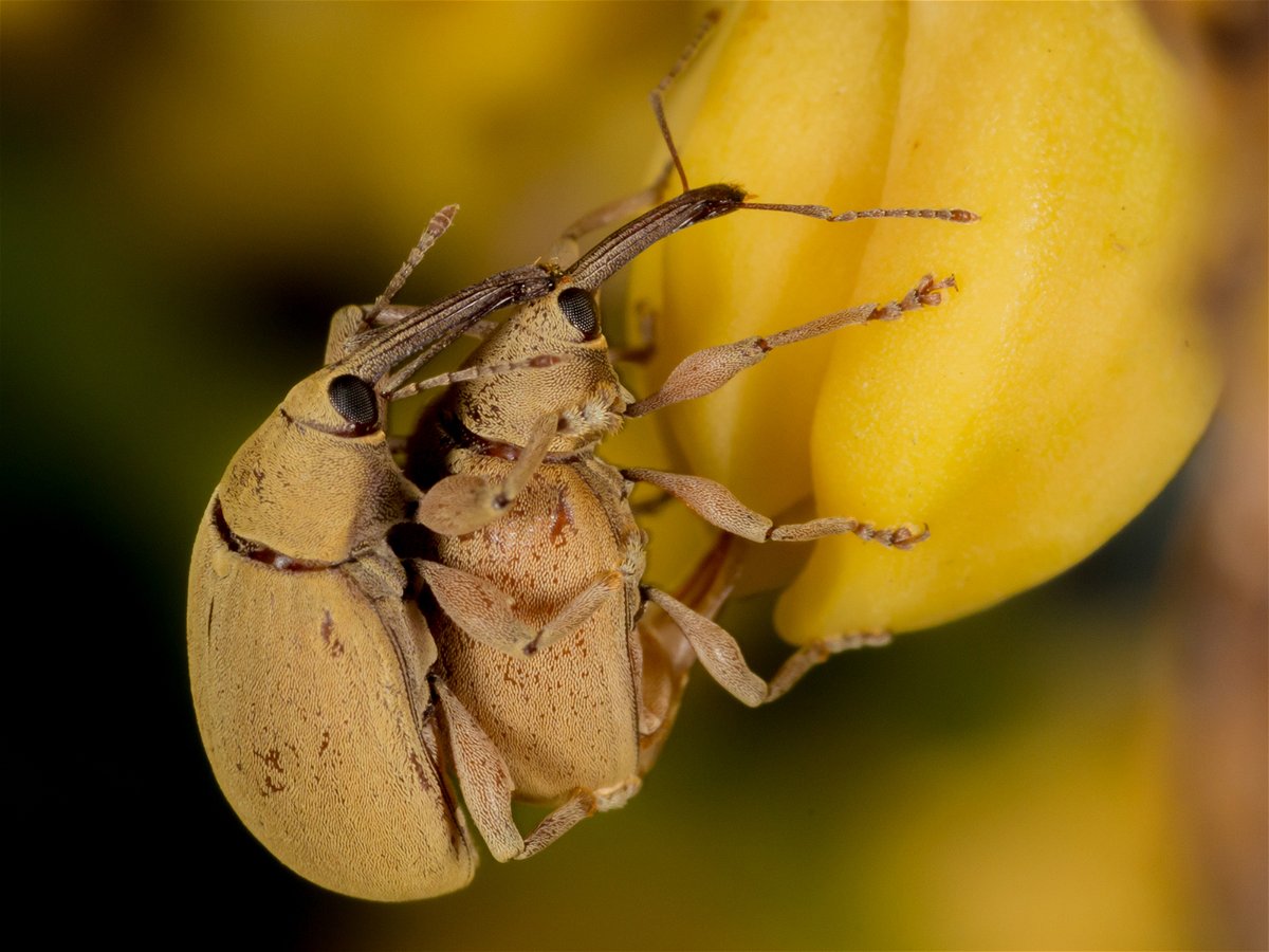 <i>Bruno A. S. de Medeiros</i><br/>Weevils of the genus Anchylorhynchus mate on flowers in palm trees in Brazil. Genomic analysis showed two nearly identical weevil species belonging to this genus living alongside one another.