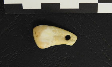 The pierced deer tooth was likely worn as a pendant 25
