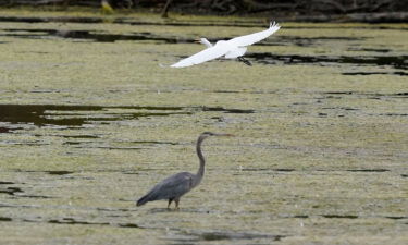 A great egret flies above a great blue heron in a wetland inside the Detroit River International Wildlife Refuge on October 7