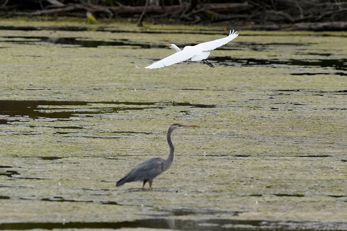 <i>Carlos Osorio/AP</i><br/>A great egret flies above a great blue heron in a wetland inside the Detroit River International Wildlife Refuge on October 7