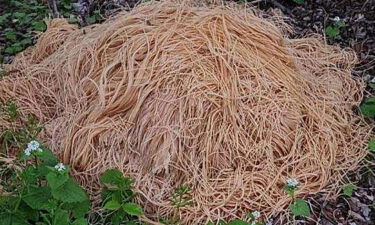 Uncooked spaghetti found along a stream in Old Bridge