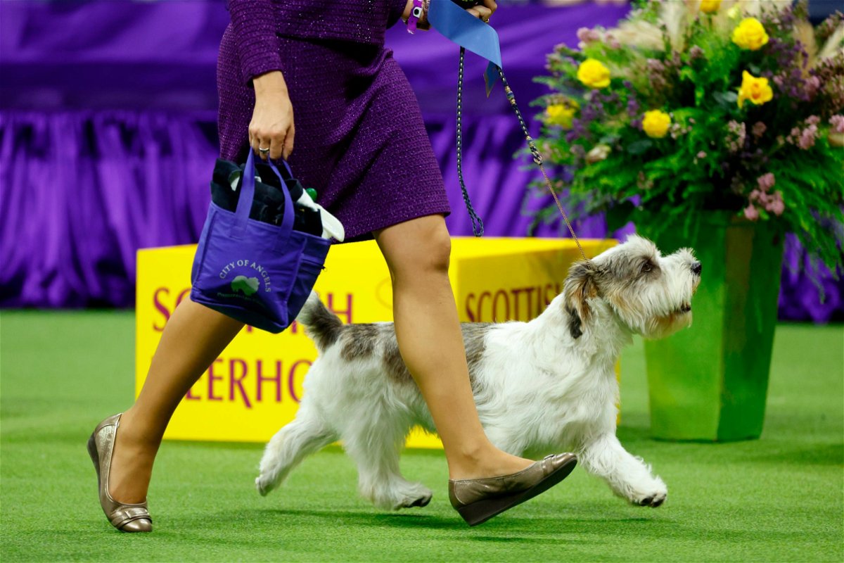 Buddy Holly, the petit basset griffon Vendéen, wins best in show at