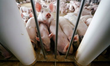 The US Supreme Court upholds California pork regulations. Pictured is a hog farm in Ryan