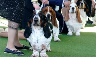 Basset hounds in the judging ring during the annual Westminster Kennel Club Dog Show judging of hound