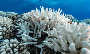 Bleaching on the coral reefs of the Society Islands in Moorea