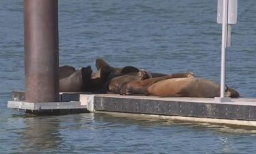 Sea lions are back along the Sacramento River waterfront