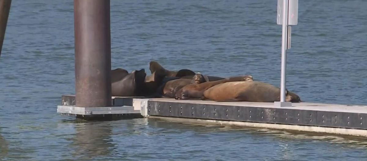 <i>KOVR</i><br/>Sea lions are back along the Sacramento River waterfront