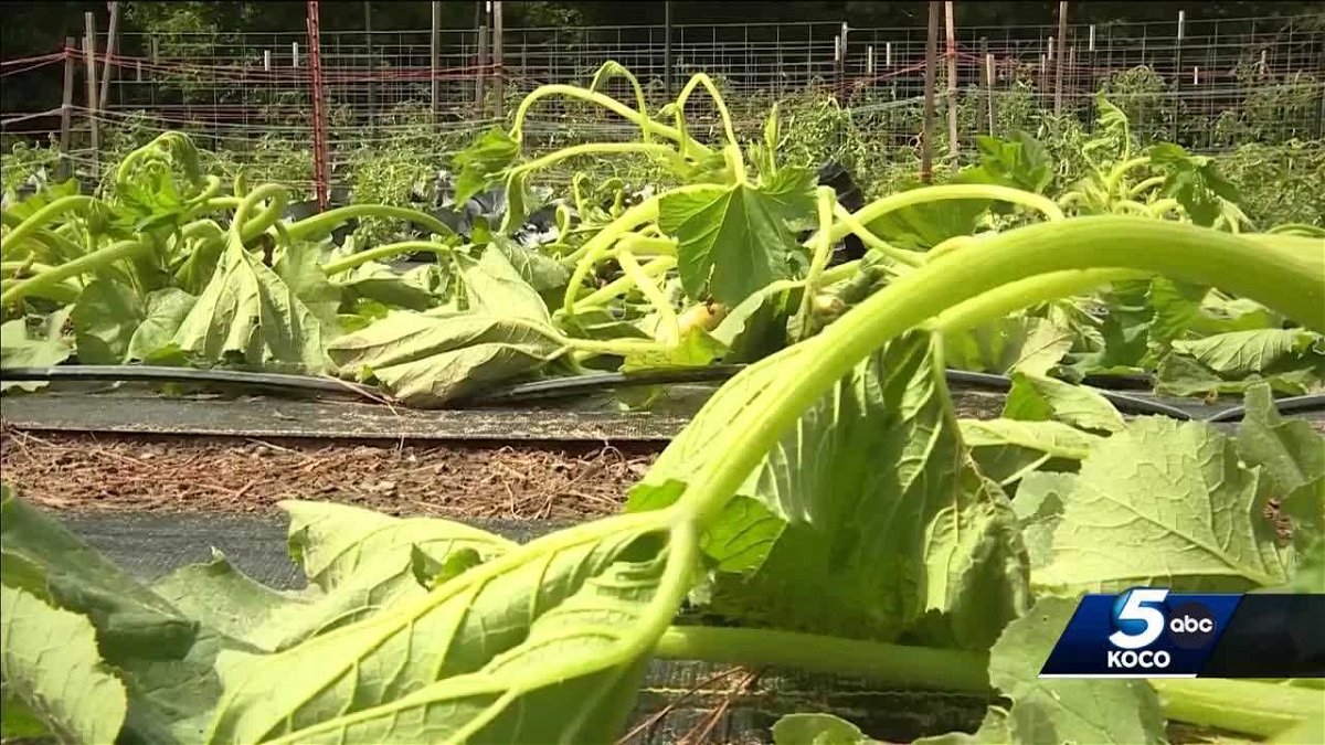 <i>KOCO</i><br/>The community has stepped up to help after poison devastated thousands of plants at an Oklahoma farm. The farmers were left feeling helpless