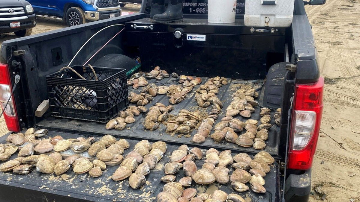 <i>California Department of Fish and Wildlife/KSBY</i><br/>The Pismo Clam nearly vanished from its namesake beach. While it’s been making a comeback and in big numbers over the past few years