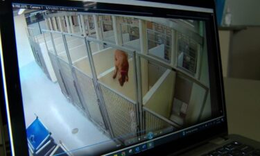 A cement wall wasn't enough to keep a pair of pups apart. Video from inside Minneapolis Animal Care and Control (MACC) shows a brown dog climb over the wall at the shelter so she could hang out with her buddy in the next kennel over.