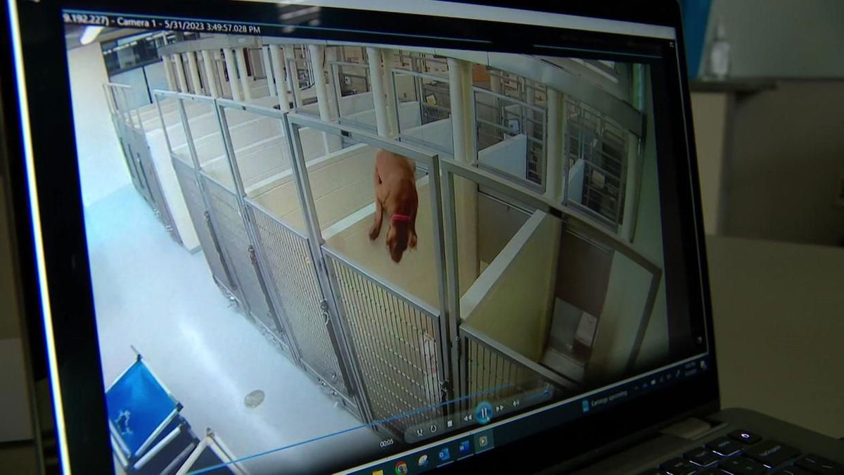 <i>WCCO</i><br/>A cement wall wasn't enough to keep a pair of pups apart. Video from inside Minneapolis Animal Care and Control (MACC) shows a brown dog climb over the wall at the shelter so she could hang out with her buddy in the next kennel over.