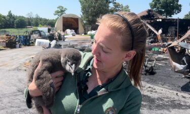 When lead zookeeper Jessica Gring found out the Metro Richmond Zoo was on fire