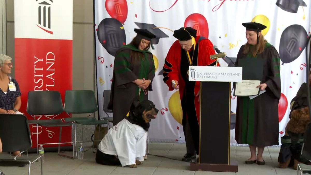 <i></i><br/>The University of Maryland Baltimore shed light on the importance of service and therapy dogs in a special ceremony on June 13.