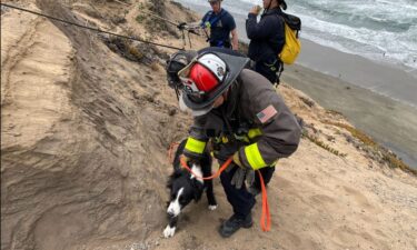 A man and his two dogs were rescued off a cliff at Fort Funston in San Francisco.