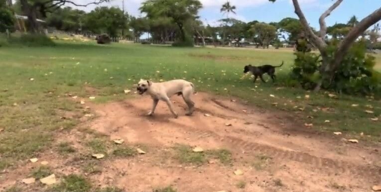 <i>KITV</i><br/>Kea'au landowners say four of their milking goats have been killed by the dogs.
