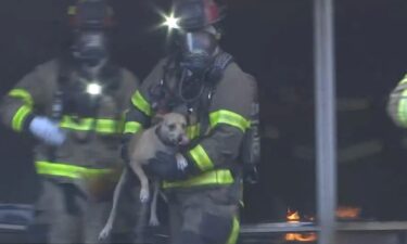 Dozens of onlookers braced to learn if the dog died or was still alive until out of the smoke