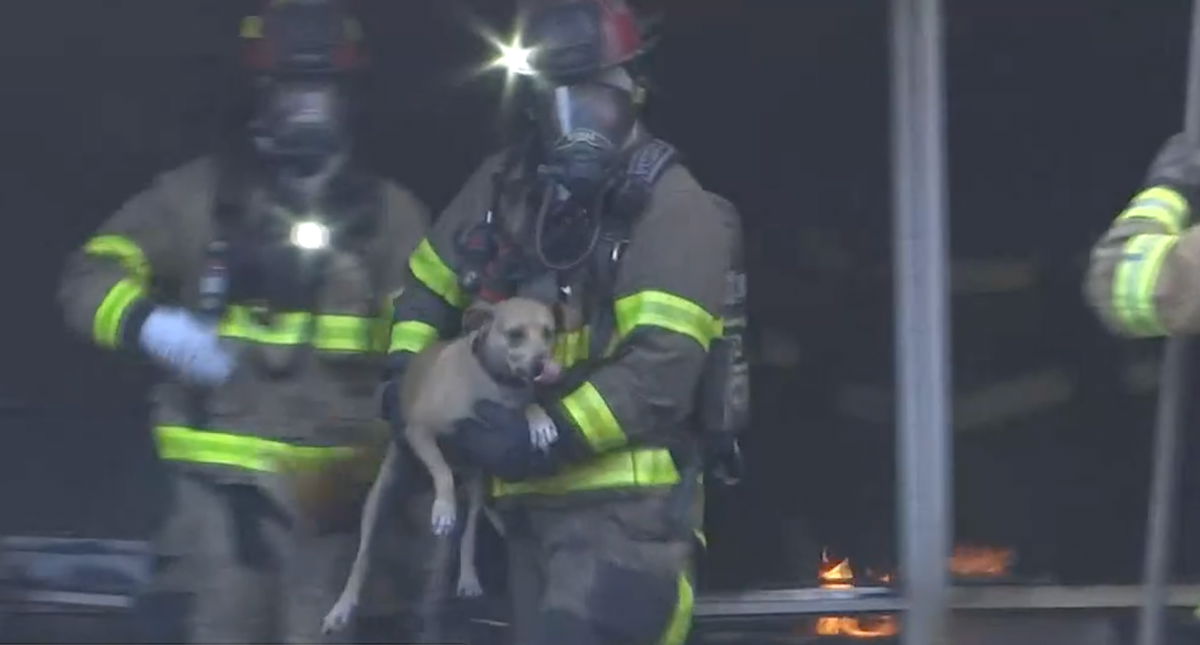 <i>WALA</i><br/>Dozens of onlookers braced to learn if the dog died or was still alive until out of the smoke