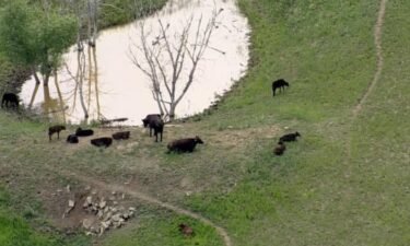 Officials with Boulder County Parks & Open Space are sending out a warning after two different joggers had frightening run-ins with cows in the past week while out on the trails. One was hurt badly.